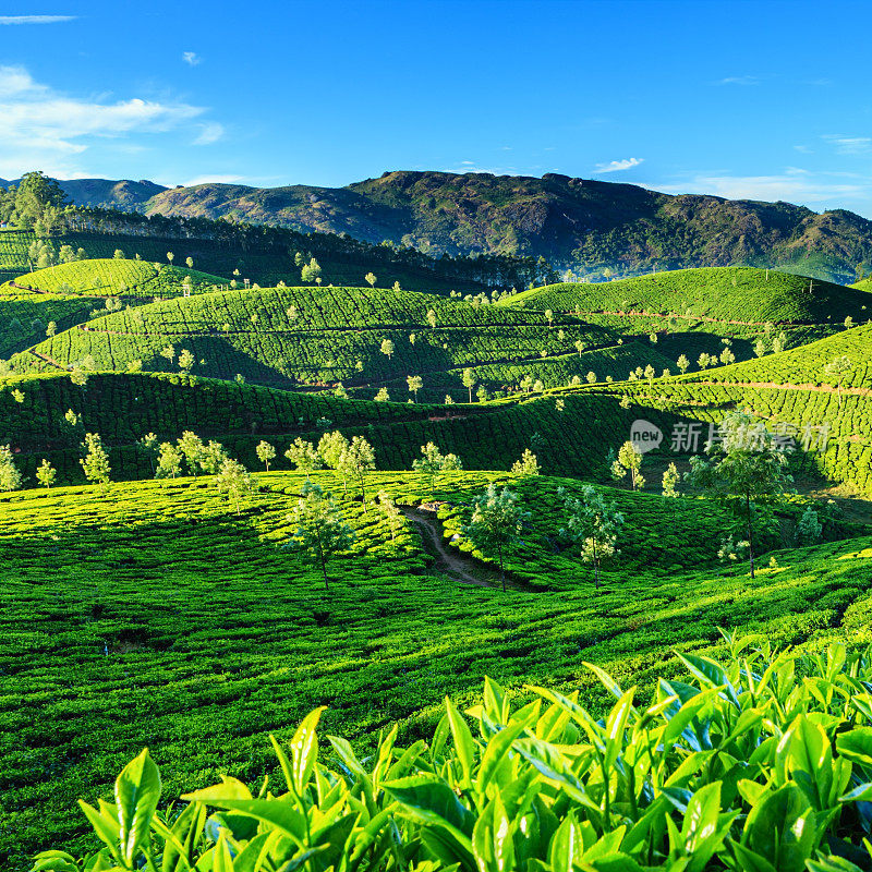 清晨，在亚洲印度的茶园