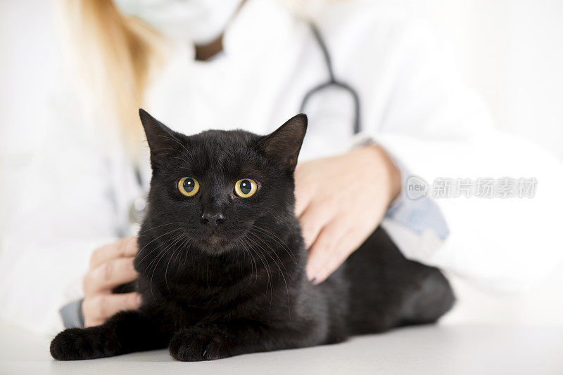 兽医检查一只家猫