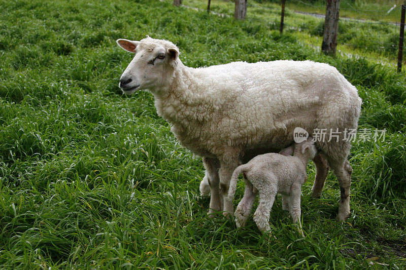 羊和幼崽