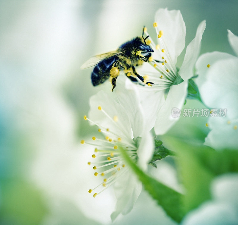 蜜蜂为樱花授粉