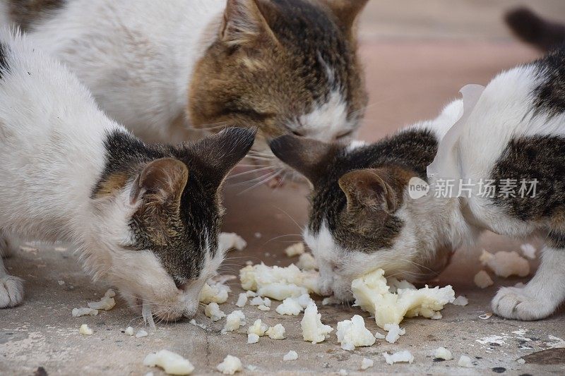 食猫科