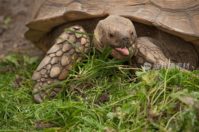 乌龟或乌龟躺在草地上，伸出舌头