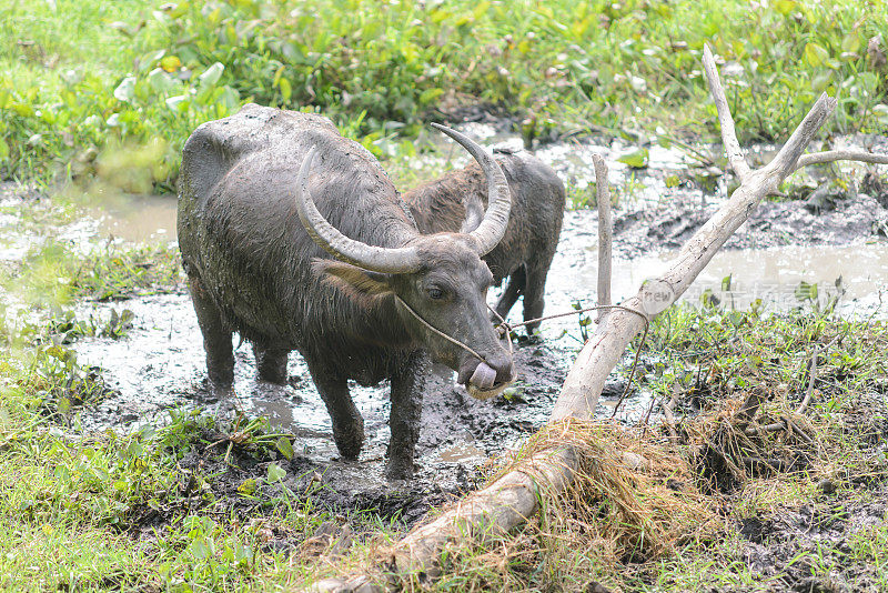 沼泽泰国水牛