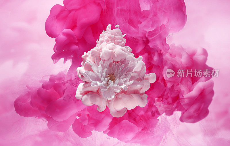 一朵白色的花在一朵粉红色的墨云里
