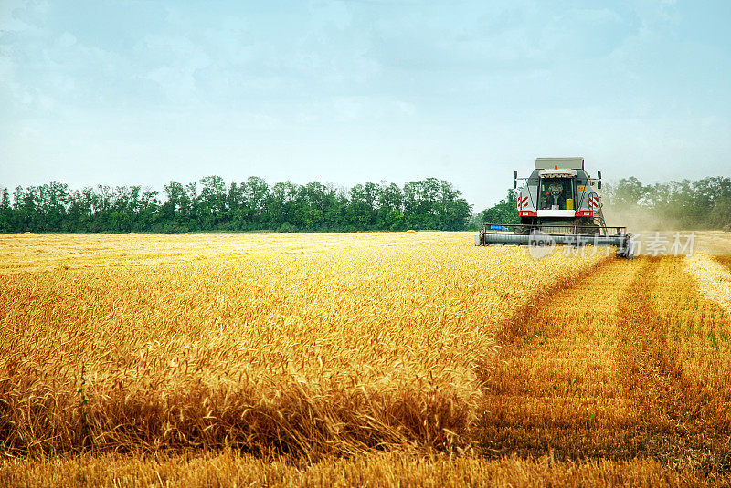 联合收割机在晴朗的夏日收割小麦