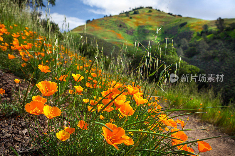 加州罂粟花盛开在草地山径，圣巴巴拉县