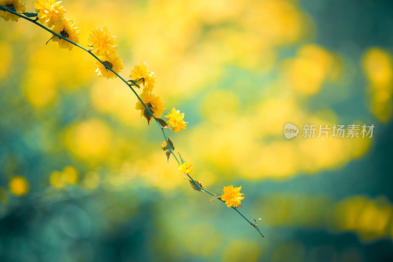 春天的花朵