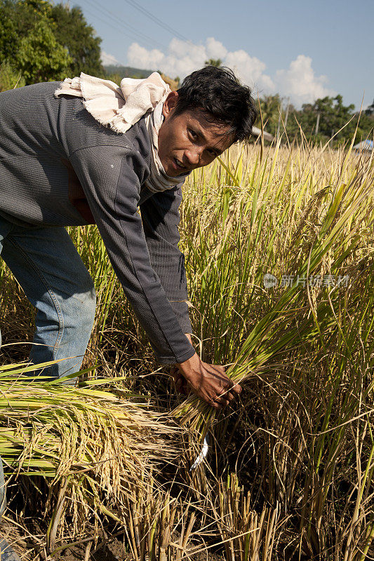 在泰国的稻田里工作