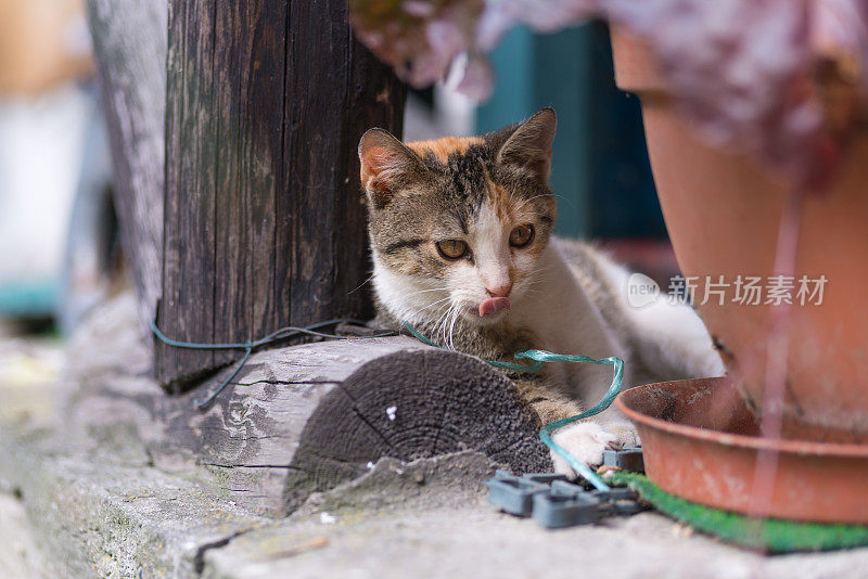 斑驳的小猫舔