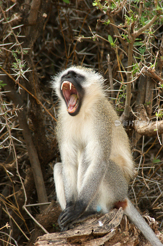 Vervet猴