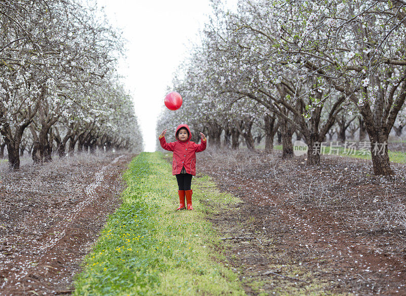 蹒跚学步的小女孩在春天盛开的杏花地里玩红气球。