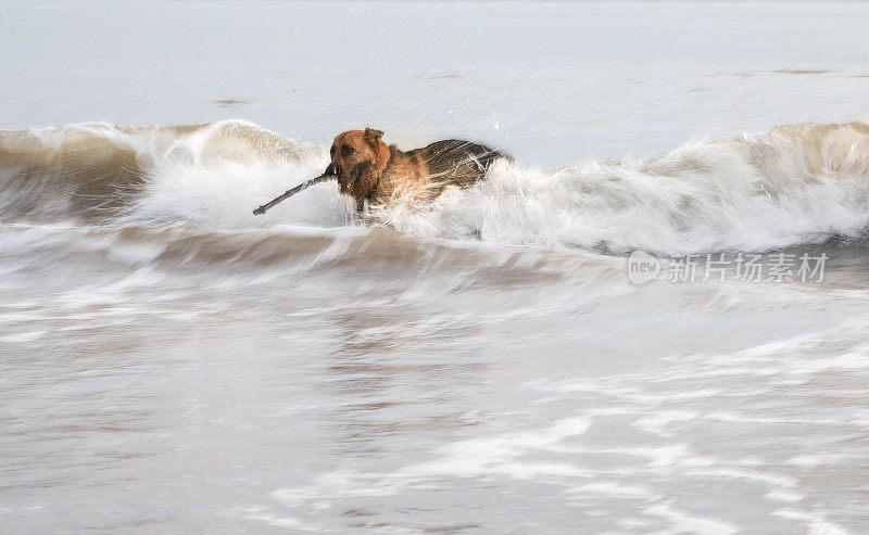 行动中的德国牧羊犬