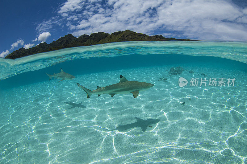 鲨鱼潜水