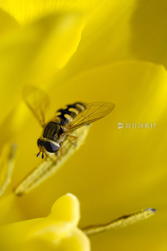 郁金香花中的黄蜂