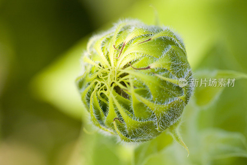 向日葵芽