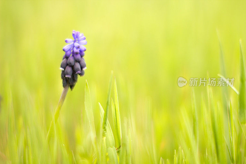 Grape-Hyacinth。