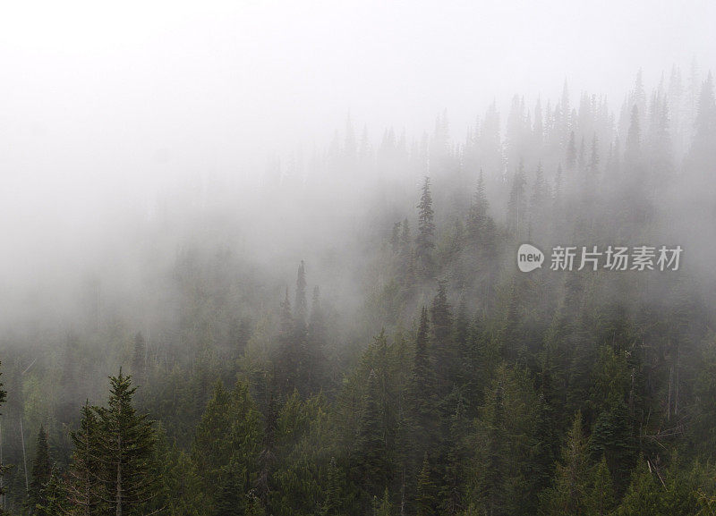 雾笼罩着山坡