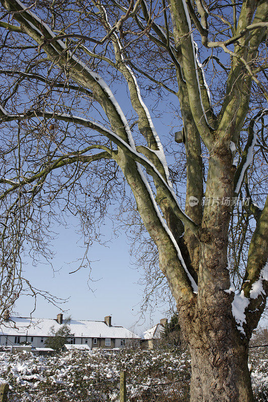 伦敦悬铃木树在雪英国萨里