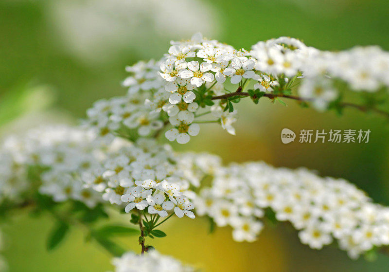 盛开的枝与白色山楂花