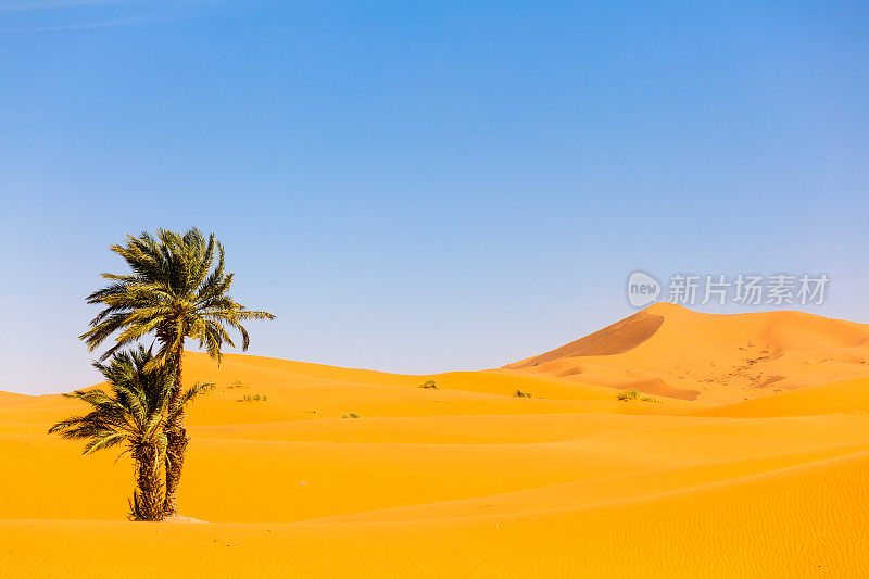 撒哈拉沙漠的棕榈树，摩洛哥