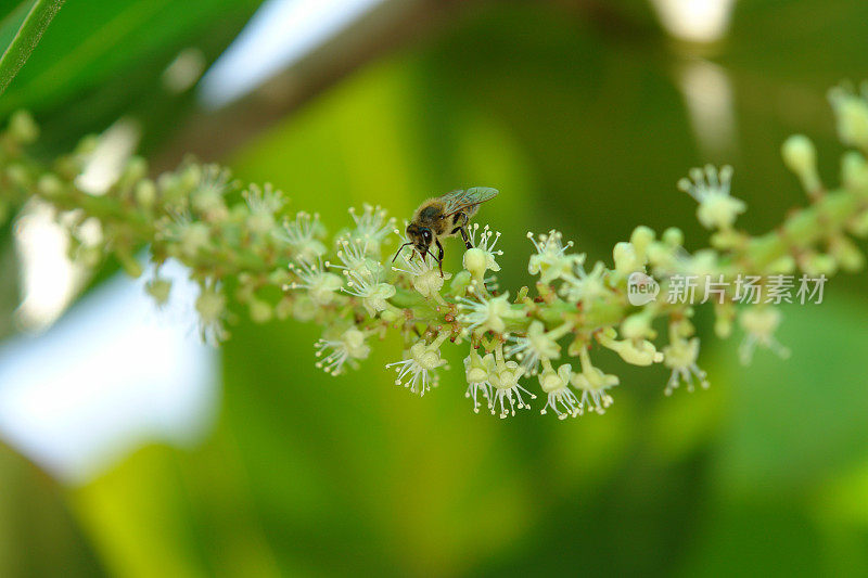 蜜蜂为海葡萄花授粉