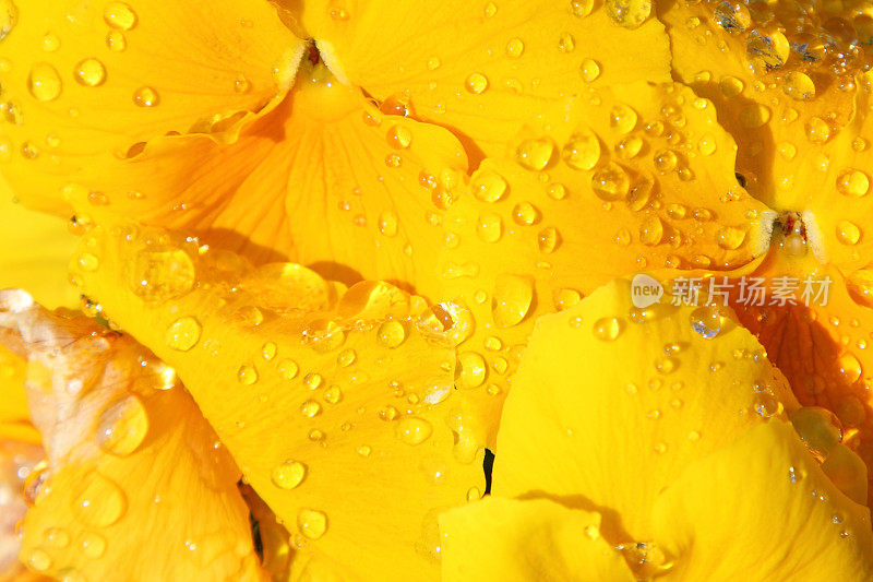 黄紫罗兰黄叶三色花满框架与雨滴