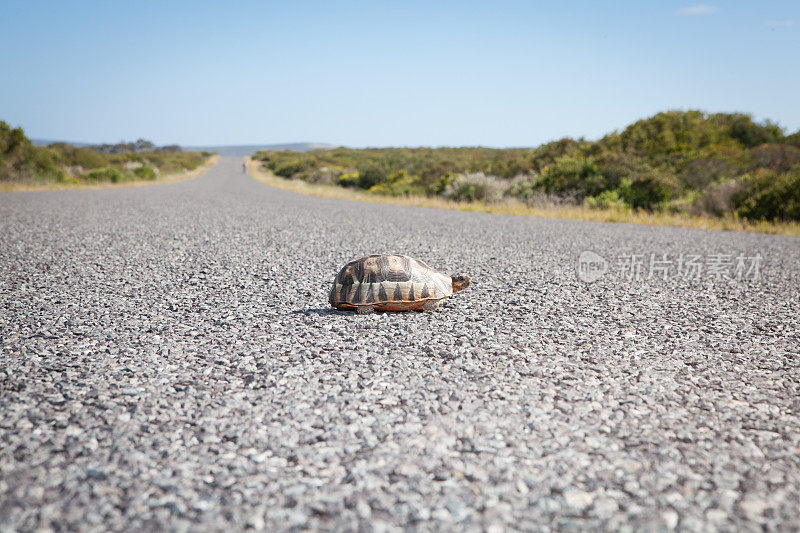 小乌龟穿过滚烫的柏油马路
