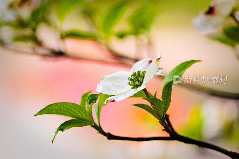 开花的山茱萸花