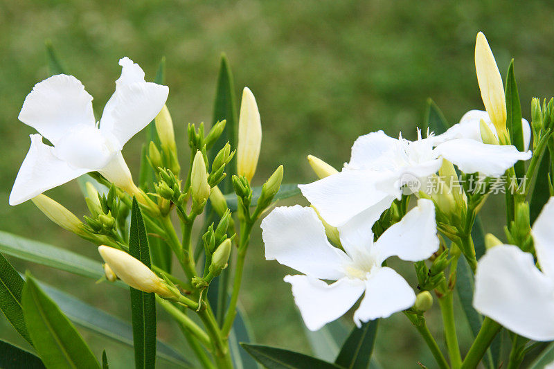 开花的白色夹竹桃与芽
