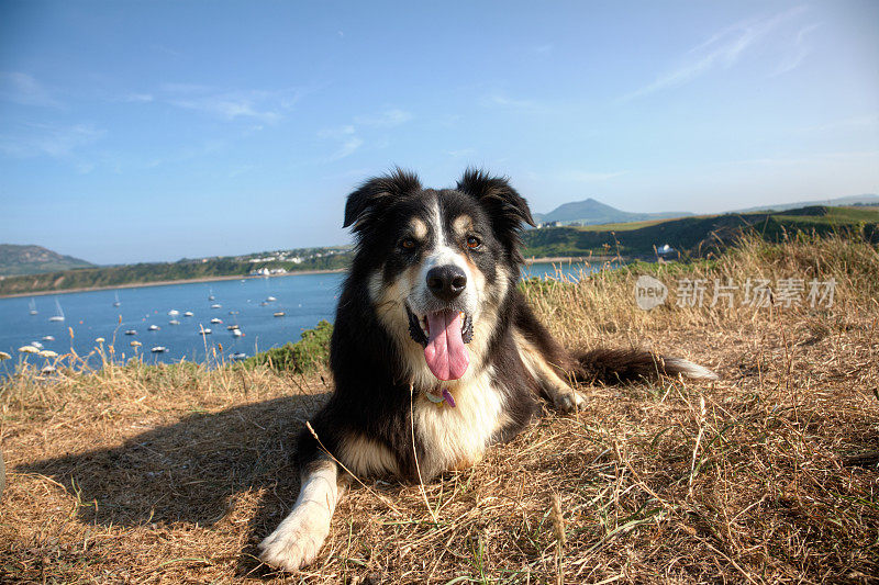 友善的边境牧羊犬在海边的草地上