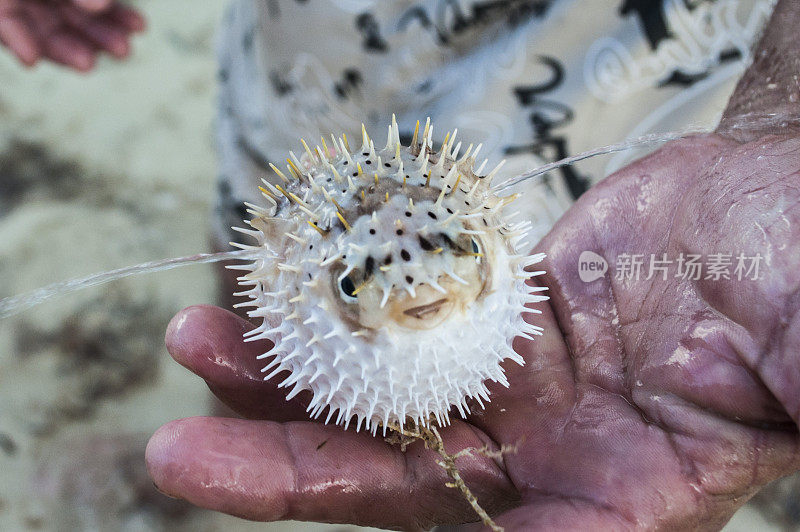 不规则手持海胆