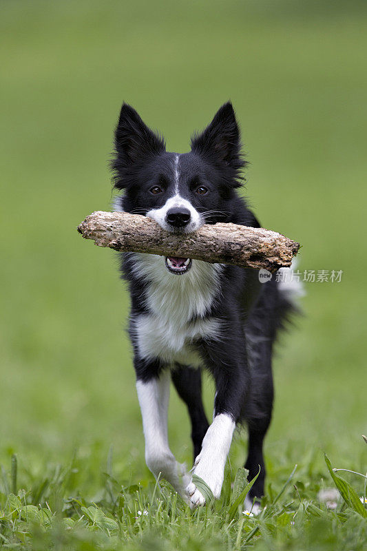 边境牧羊犬抓取