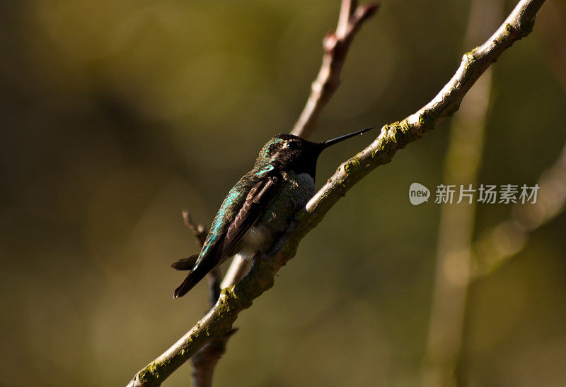 蜂鸟栖息