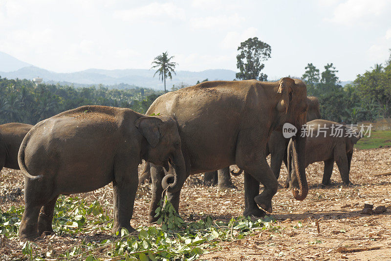 在斯里兰卡的丛林里给孤儿院的大象喂食