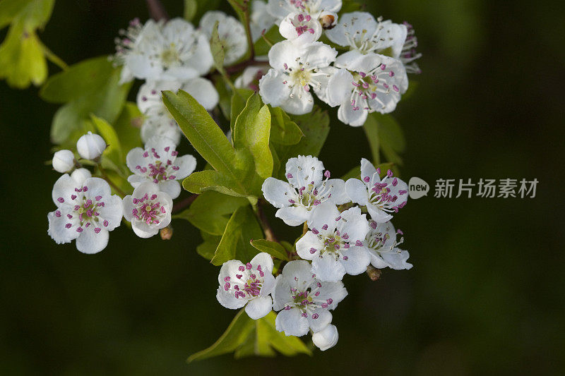 特写山楂与粉红色雄蕊