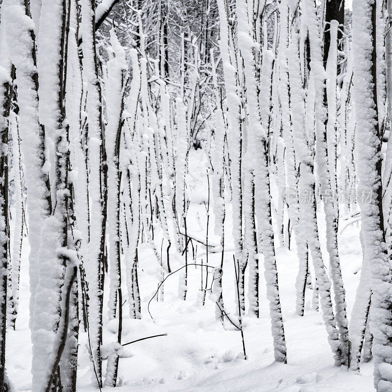 冬天的森林里下雪了