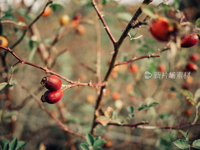 蔷薇果自然背景