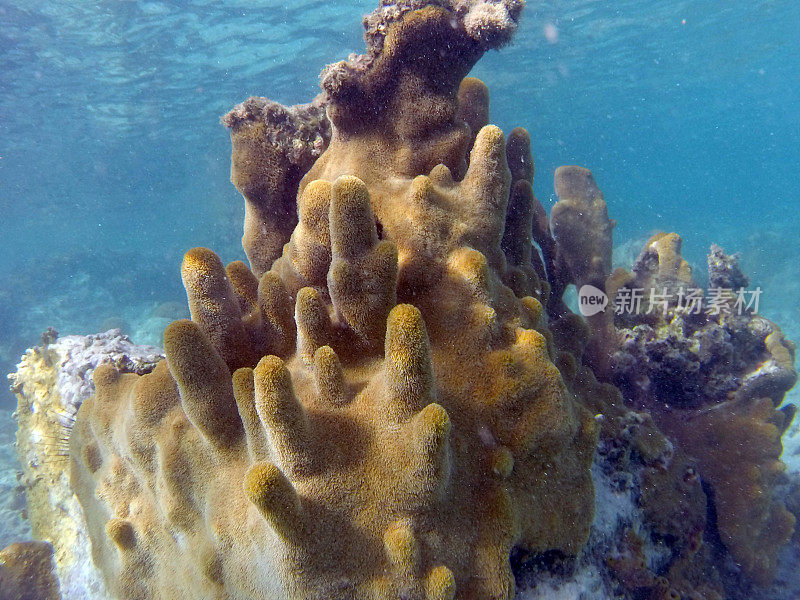 海绵状的珊瑚