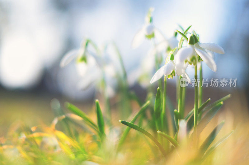 雪花莲(雪花)