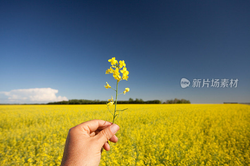 牵手油菜籽