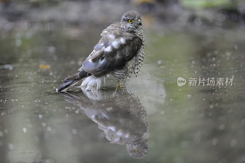 雌雀鹰在水中