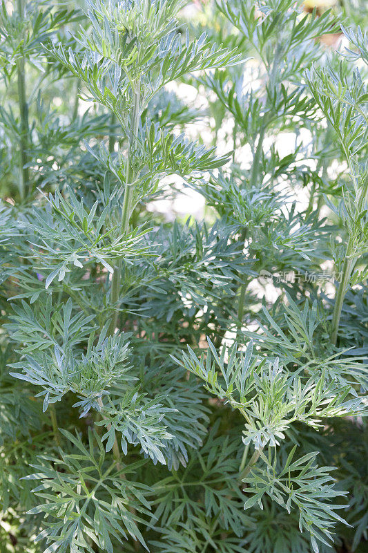 艾属植物