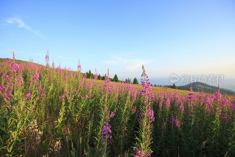 山景风景风景山景与野花高山草甸