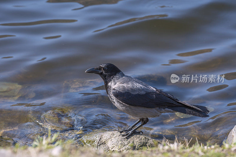 戴帽乌鸦(乌鸦或帽乌鸦)在岩石上的湖