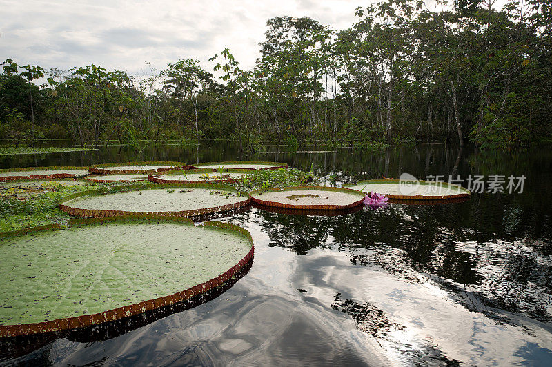 亚马逊Picaya-Samiria地区的巨型睡莲