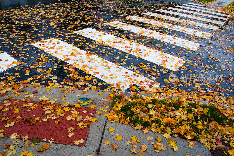 白色的人行横道和潮湿的街道上的落叶