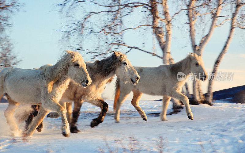 一群马在雪地里奔跑