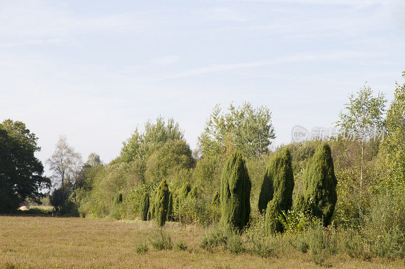 荷兰景观:杜松树