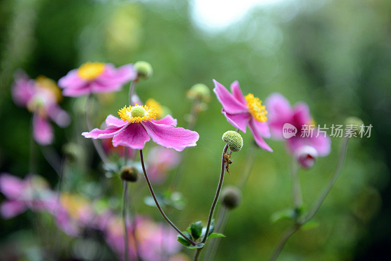 粉红色的银莲花正在盛开