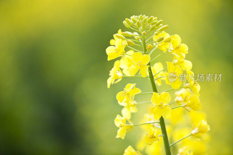 油菜籽花